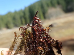 Scorpidium revolvens