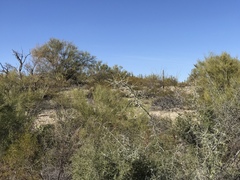 Sarcomphalus obtusifolius canescens