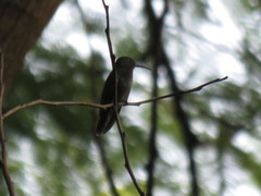 Saucerottia beryllina