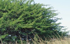 Vachellia sieberiana