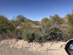 Sarcomphalus obtusifolius canescens