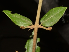 Sarcomphalus mexicanus