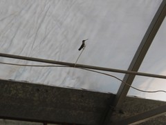 Archilochus alexandri