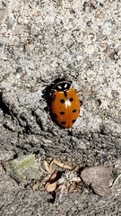 Hippodamia convergens