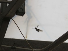 Archilochus alexandri