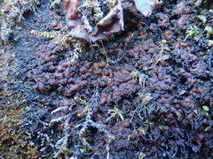 Protopannaria pezizoides