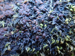 Protopannaria pezizoides