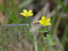 Oxalis rubens