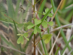 Oxalis rubens