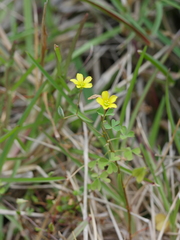 Oxalis rubens