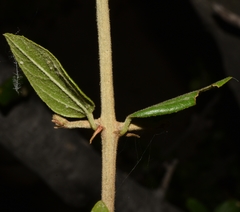 Sarcomphalus mexicanus