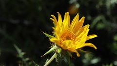 Berkheya heterophylla