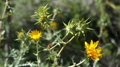 Berkheya heterophylla
