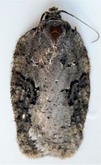 Acleris chalybeana