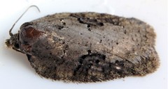 Acleris chalybeana