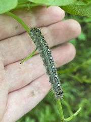 Malacosoma disstria