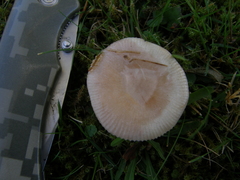 Russula nitida