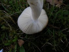 Russula nitida