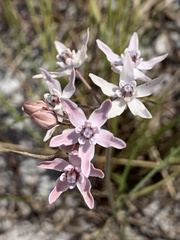 Asclepias feayi image