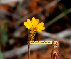 Goodenia berardiana