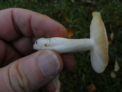 Russula nitida