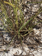 Asclepias feayi image