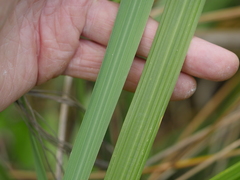 Austroderia splendens