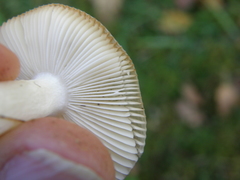 Russula nitida