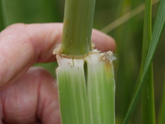 Austroderia splendens
