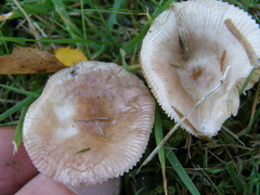 Russula nitida