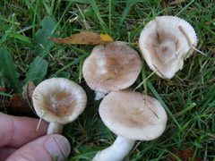 Russula nitida