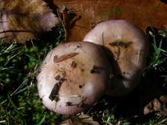 Russula nitida