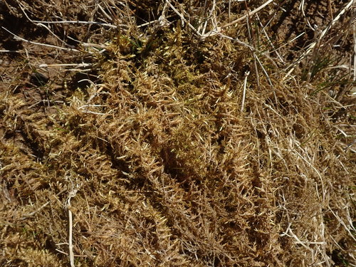 Image of Calliergon giganteum by no rights reserved