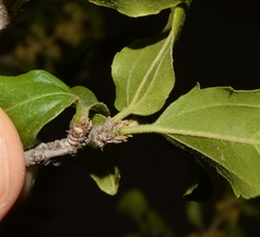 Sarcomphalus mexicanus