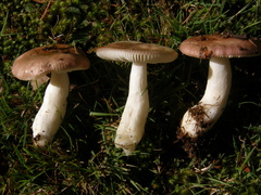 Russula nitida