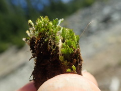 Fissidens osmundioides
