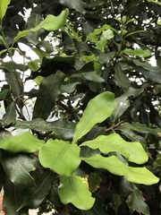 Macadamia tetraphylla