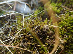 Fissidens osmundioides