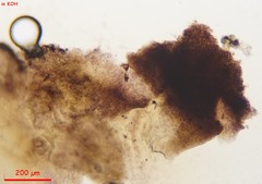 Proliferodiscus pulveraceus