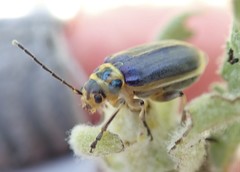 Trirhabda luteocincta