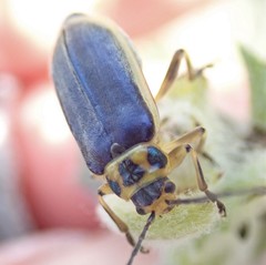 Trirhabda luteocincta