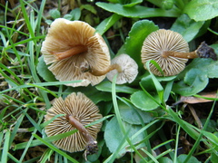 Naucoria escharioides