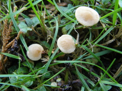 Naucoria escharioides