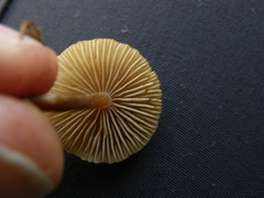 Naucoria escharioides