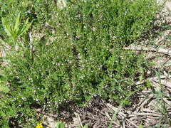 Scutellaria racemosa