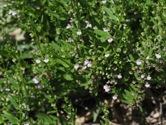 Scutellaria racemosa
