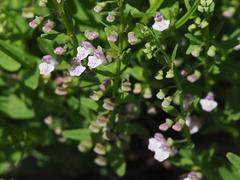 Scutellaria racemosa