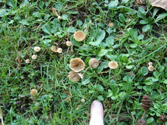 Naucoria escharioides