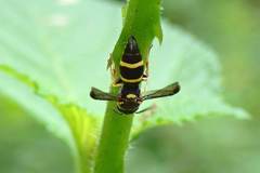 Parancistrocerus hongkongensis