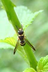 Parancistrocerus hongkongensis